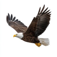 Obraz premium Bald Eagle in Flight Against White Background bird