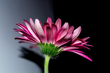 Pink Gerbera daisy viewed from the side