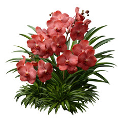 Vibrant red vanda orchids with lush green leaves isolated on transparent background