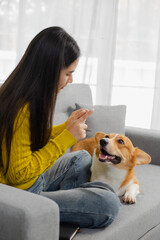 Smiling and friendly Asian female veterinarian examining dog with stethoscope and taking notes on clipboard in clinic. Veterinarian concept.