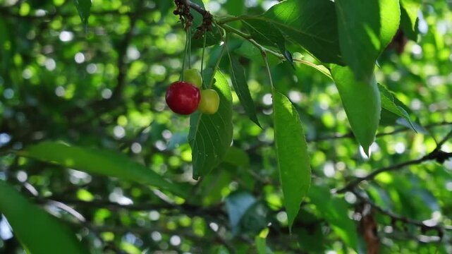 Cherry tree with two cherries on a branch