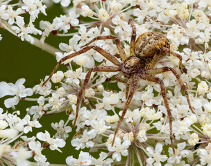 Spinne