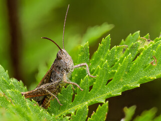 Grashüpfer