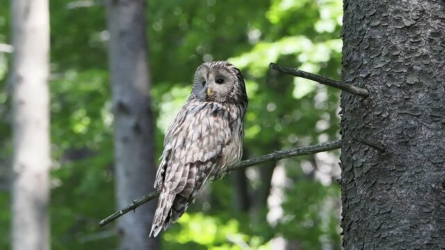 Puszczyk uralski, Strix uralensis, Ural Owl - dorosły osobnik polujący aby dokarmić młode. Beskid Śląski 