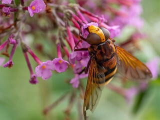 Hornissenschwebfliege