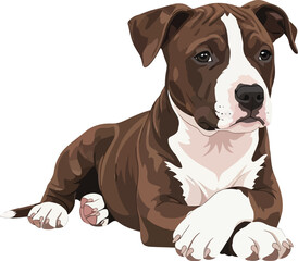 A charming vector illustration showcases a brown and white pitbull puppy lying down with its paws crossed, exuding a sense of calm and endearing canine charm.