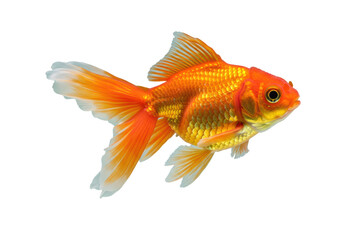 Fototapeta premium A vibrant orange goldfish with iridescent scales and long, flowing, translucent fins, distinct dark eyes, captured mid-swim in perfectly clear, invisible water against a pristine transparent studio