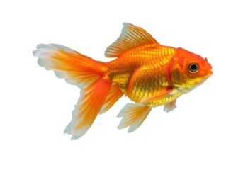 A vibrant orange goldfish with iridescent scales and long, flowing, translucent fins, distinct dark eyes, captured mid-swim in perfectly clear, invisible water against a pristine transparent studio