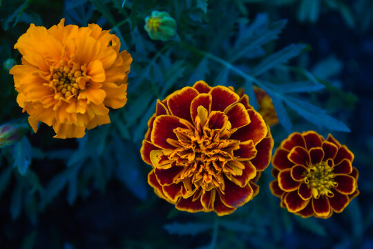 Closeup of three colorful velvet roses
