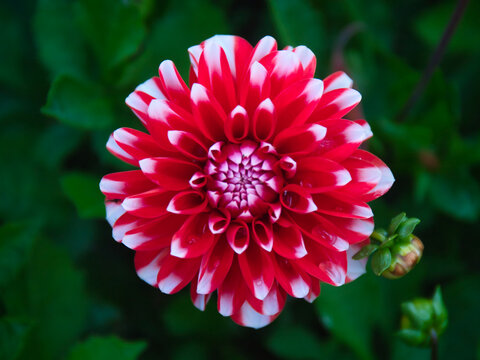 Closeup of red dahlia with white tips in full bloom