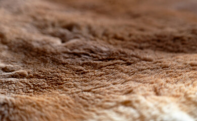 A close up view of the fur on the surface of kangaroo skin.