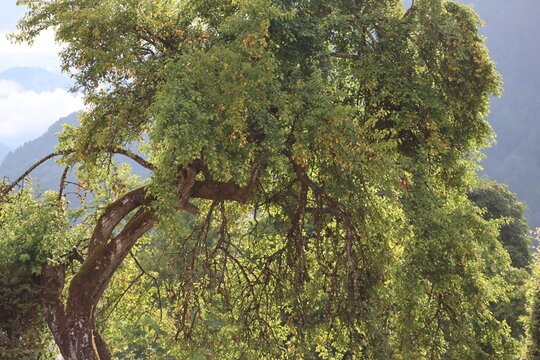 old Mirabelle plum tree