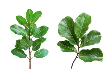 Fiddle leaf fig tree a fruitous plant with branch isolated on white or transparent background