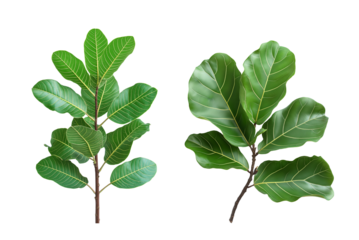 Fiddle leaf fig tree a fruitous plant with branch isolated on white or transparent background