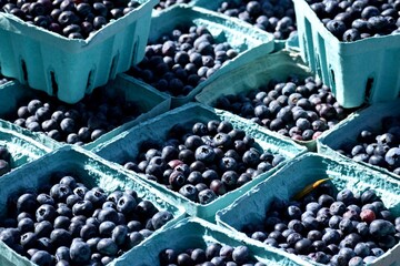 blueberries in the market