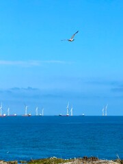 Many ships can be seen afar and a seagull flying in the sea in Greyhope Bay, Aberdeen