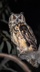 Fototapeta premium Majestic Owl Perched in the Night