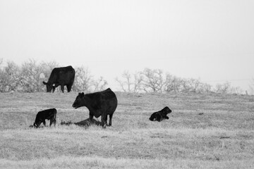 Black angus cattle herd in Texas ranch field, minimal style art of cows.