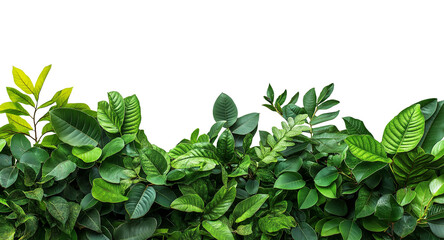 Sulawesi rainforest bush with many leaves isolated on white or transparent background