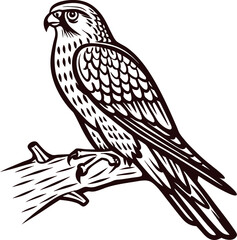 Fototapeta premium Detailed hand drawn hawk perched on branch isolated on white background in vintage engraved illustration