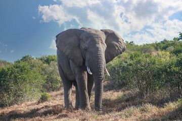 Portrait of an african elephant with large tusks
