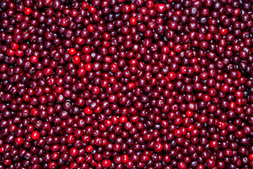 Fresh red cherries piled high showcasing the bounty of summer harvest. Glossy cherries arranged in abundance at a local market. Juicy cherry symbolizing the sweetness and richness of life, closeup