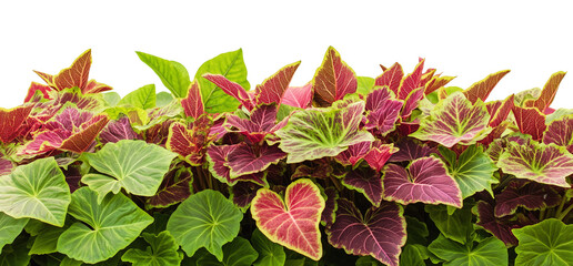 Vivid and Lush Coleus Plant with Bold Color Patterns isolated on white or transparent background PNG