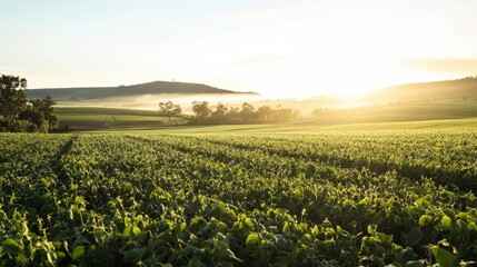 Expansive agricultural field at sunrise.