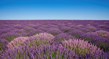 Fototapeta premium Lavender field under a vibrant blue sky. A vast expanse of purple lavender blooms stretches to the horizon