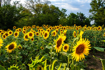 flowers sunflowers, medium shot, on the field, yellow petals, soft light, evening sun, large fresh...