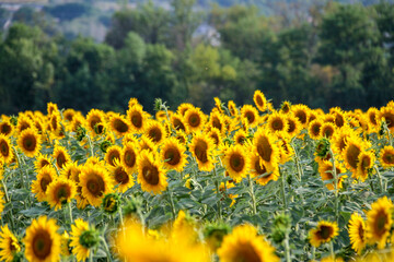 flowers sunflowers, medium shot, on the field, yellow petals, soft light, evening sun, large fresh...