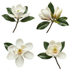 Fototapeta premium Several creamy white magnolia flowers from open blooms with golden stamen to closed buds and dark green leaves, ultra-realistic UHD studio close-up on a transparent background, sharp focus,