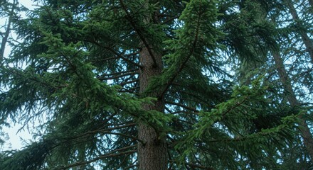 Fototapeta premium Serene Coniferous Canopy: Low-Angle View of Lush Evergreen Branches and Trunk