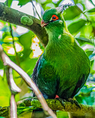 A Schalow Turaco