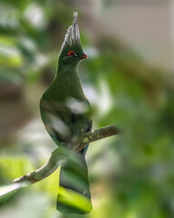 A Schalow Turaco