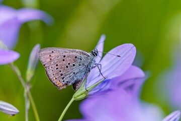 Butterfly Purple-edged copper sits on a purple flower. (Lycaena hippothoe). Red butterfly with green background.
