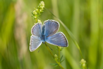 Portrait of a beautiful Amanda's blue butterfly. Polyommatus amandus