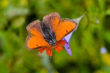 Butterfly Purple-edged copper (Lycaena hippothoe). Red butterfly with green background.