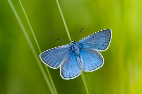 Portrait of a beautiful Amanda's blue butterfly. Polyommatus amandus