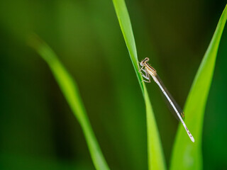Libelle