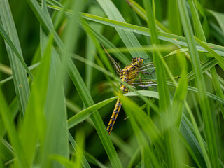 Libelle