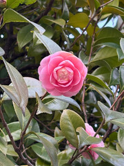 A blooming pink camellia flower, with lush green leaves and branches in the background.