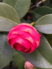 Closeup of a blooming dark pink camellia flower, with lush green leaves and branches in the background.