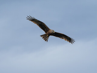 Obraz premium Seeadler