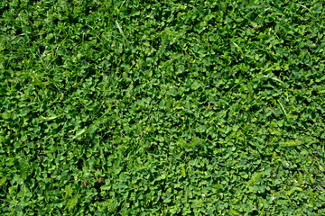 Natural Clover Ground Cover