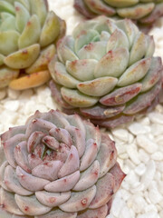Closeup of echeveria succulent plant in beautiful shape, with small white pebbles covering the surface of the soil.