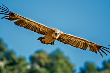  Buitre leonado en vuelo, en el parque natural de Cazorla, Segura y Las Villas.