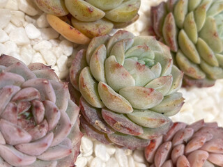 Closeup of echeveria succulent plant in beautiful shape, with small white pebbles covering the surface of the soil.