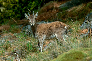 Macho de cabra hispánica pirenaica, en el parque natural de Cazorla, Segura y Las Villas.