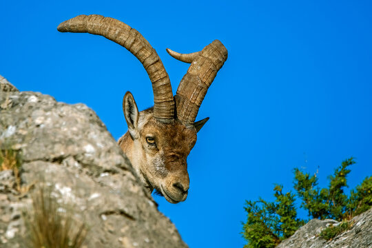 Macho de cabra hisp&aacute;nica pirenaica, en el parque natural de Cazorla, Segura y Las Villas.
